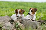 JACK RUSSEL 187